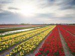 Tulip Fields in the Flower Strip or 'Bollenstreek'