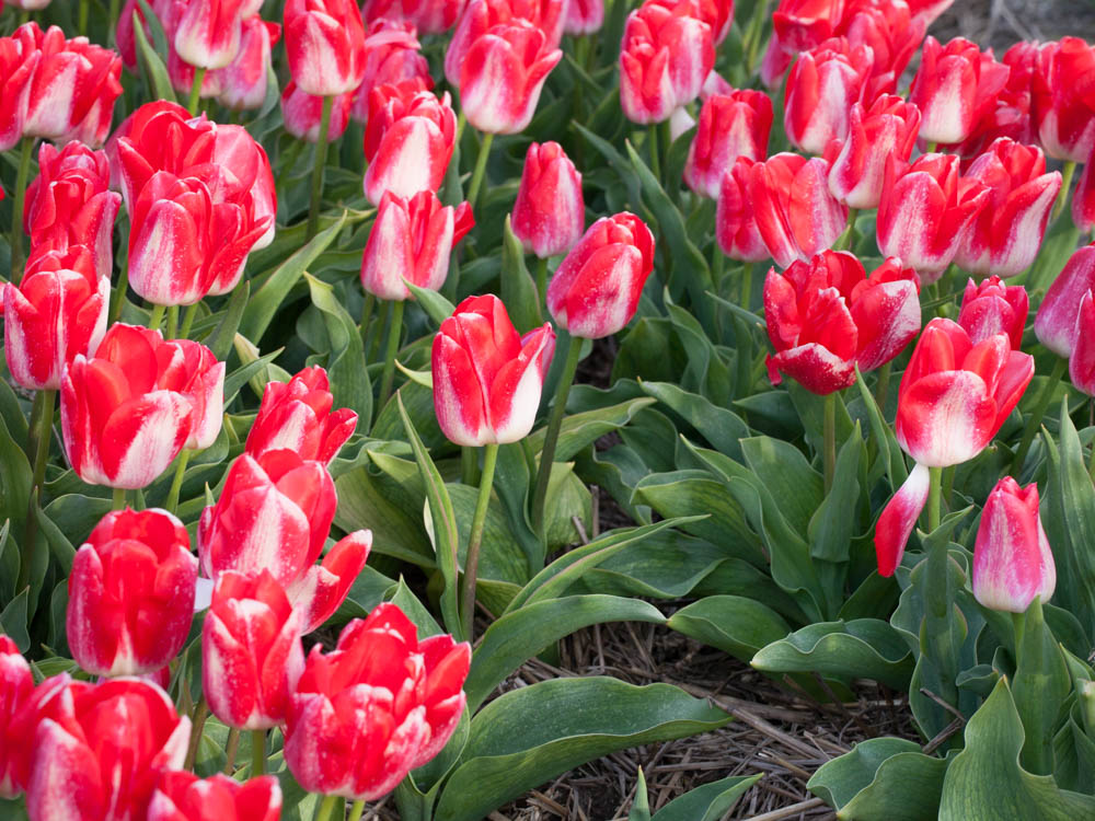 Pink tulip fields near Amsterdam