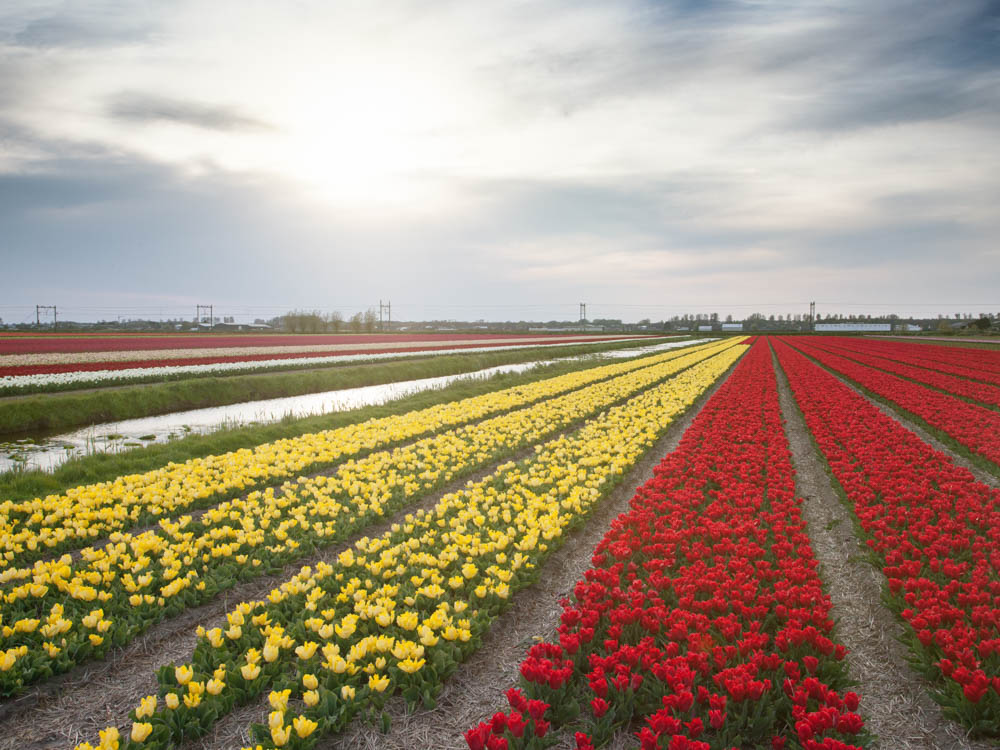 Tulip Fields in the Flower Strip or 'Bollenstreek' near Amsterdam.