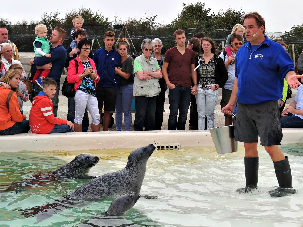 Seal feeding in Ecomare on Texel island