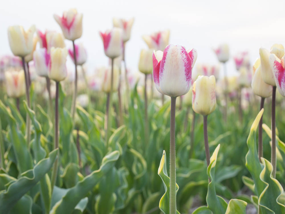 Purple and white tulips in the flower fields near Amsterdam