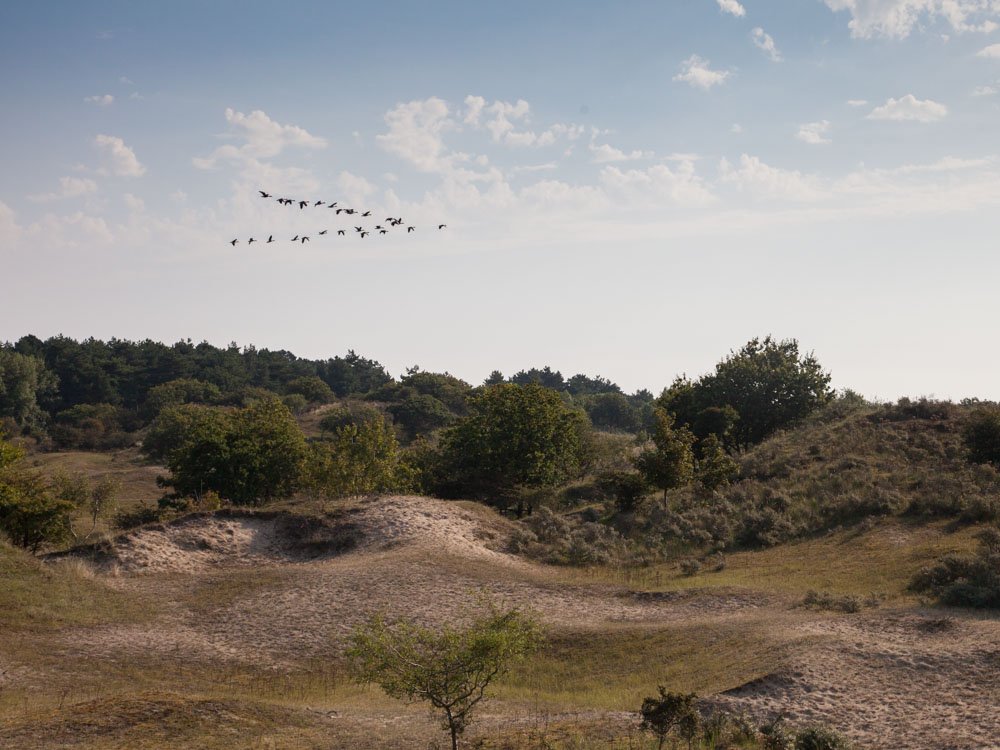 The landscape at the Amsterdamse Waterleidingduinen nature reserve