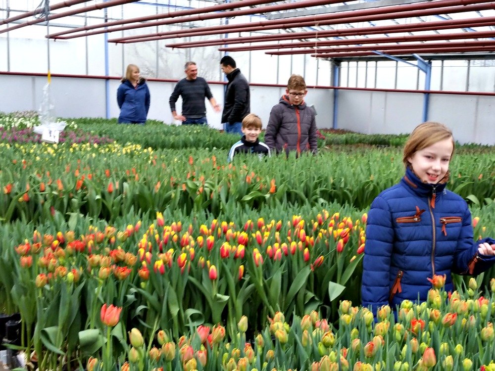 Tulips in a greenhouse in South Holland