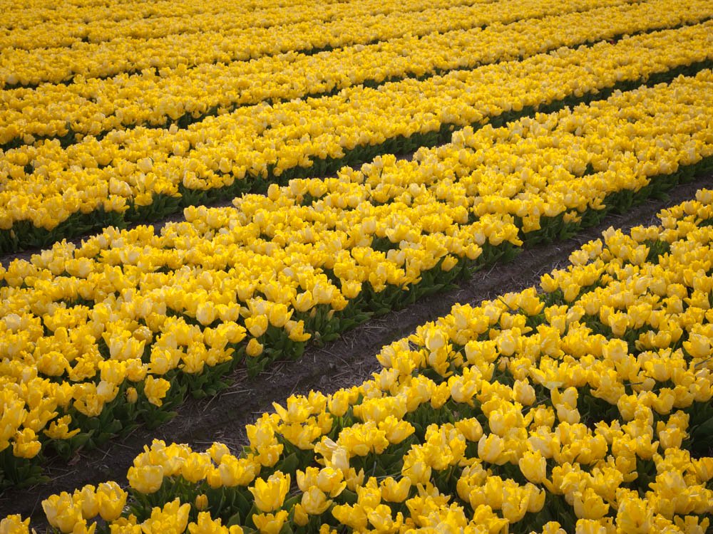Yellow tulip fields near Amsterdam