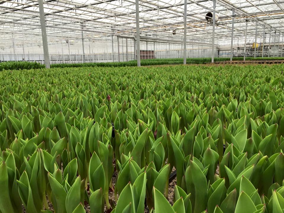 Growing tulips in large greenhouses