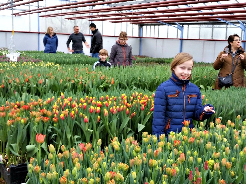 Growing tulips in a small scale greenhouse